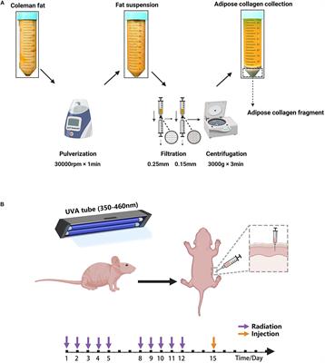 An Adipose-Derived Injectable Sustained-Release Collagen Scaffold of Adipokines Prepared Through a Fast Mechanical Processing Technique for Preventing Skin <mark class="highlighted">Photoaging</mark> in Mice